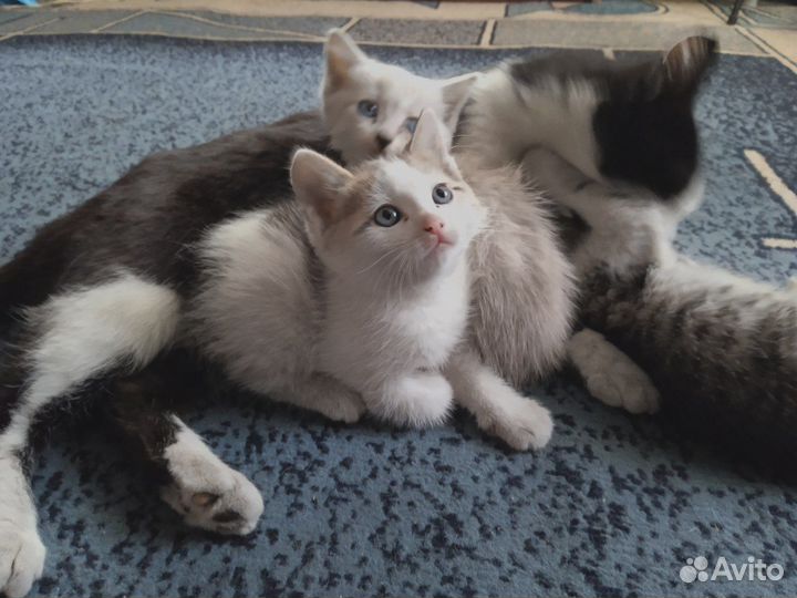 Котята домашние