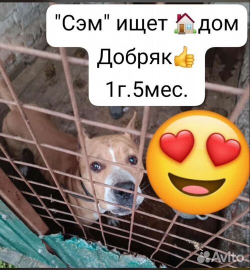 Собака в добрые руки