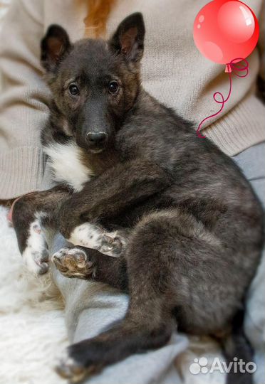 Очаровательная Мила 4,5 мес ищет дом