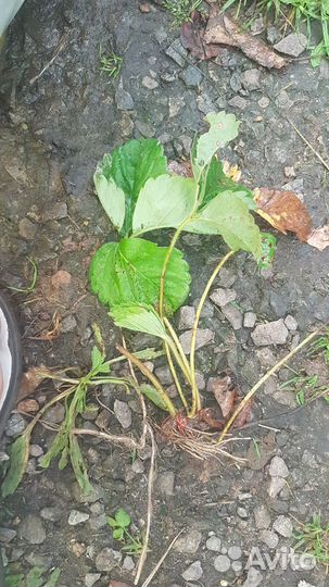 Усы клубники (клубничная рассада),чеснок домашний