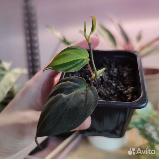 Филодендрон миканс