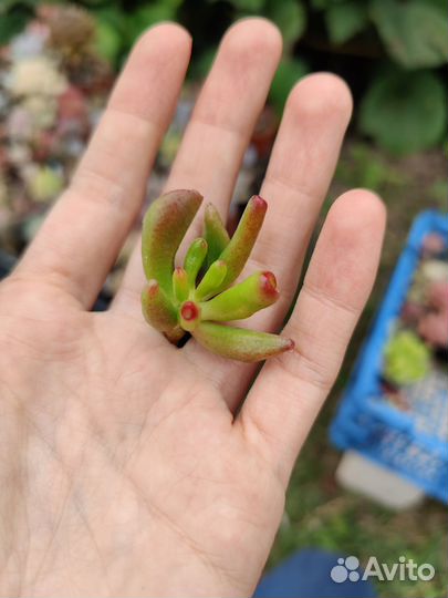 Эхеверия крассула