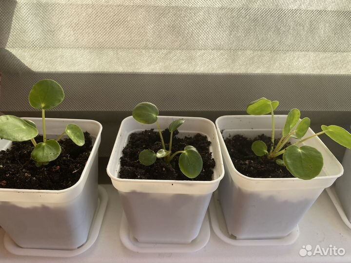 Японское денежное дерево Пилея комнатные цветы