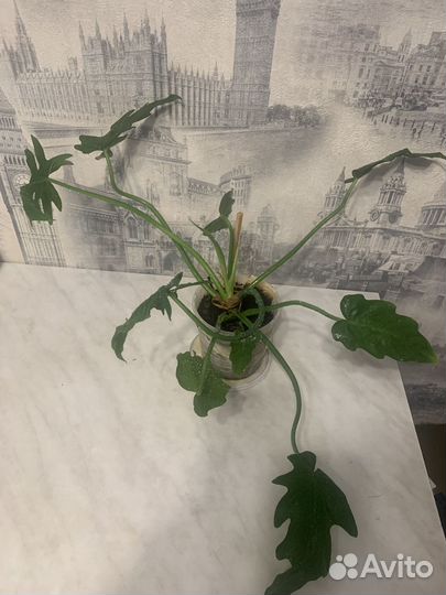 Филодендрон