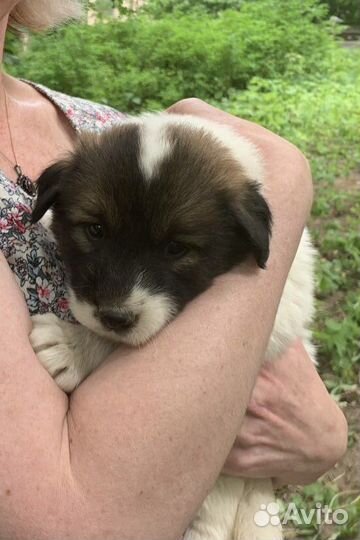 Прелестные маленькие щенки