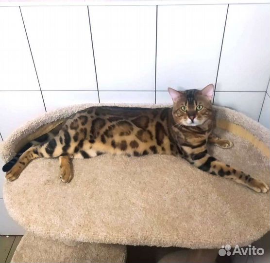 Бенгальский кот с правом разведения
