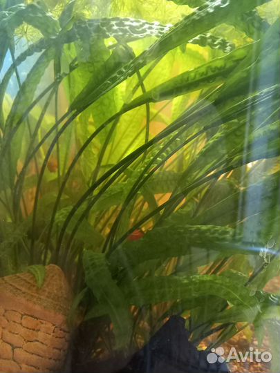 Аквариумные рыбки