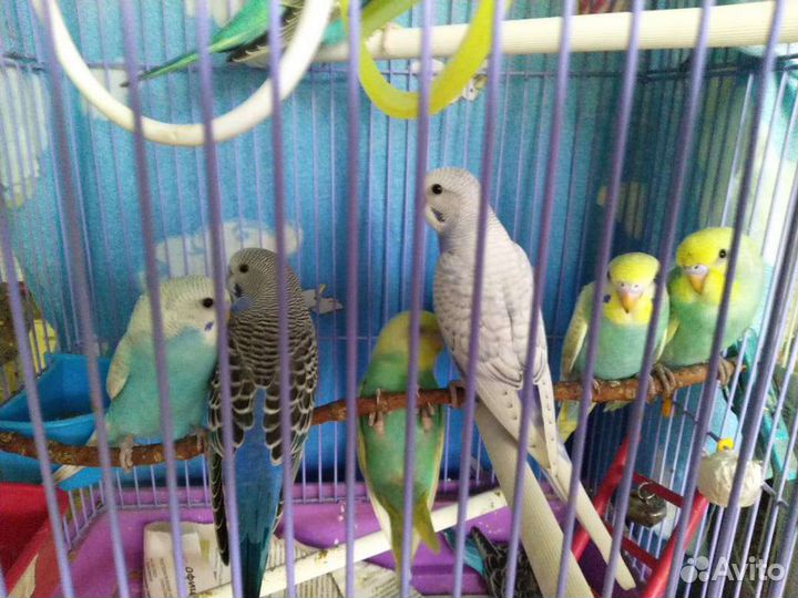 Волнистый попугай