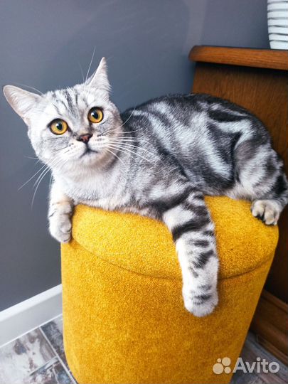 Шотладская кошка