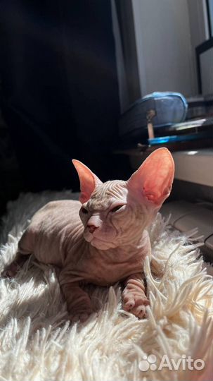 Донской сфинкс котята
