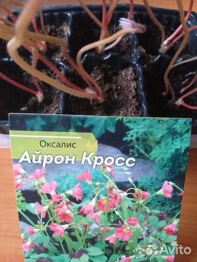 Оксалис