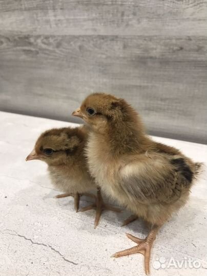 Цыплята кучинская юбилейная