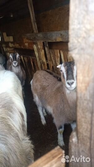 Семь коз и козел