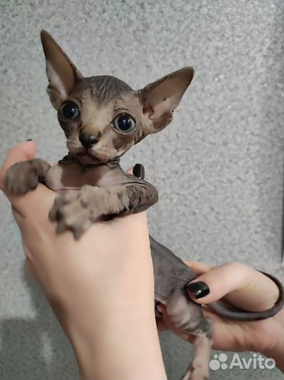 Котенок канадского сфинкса
