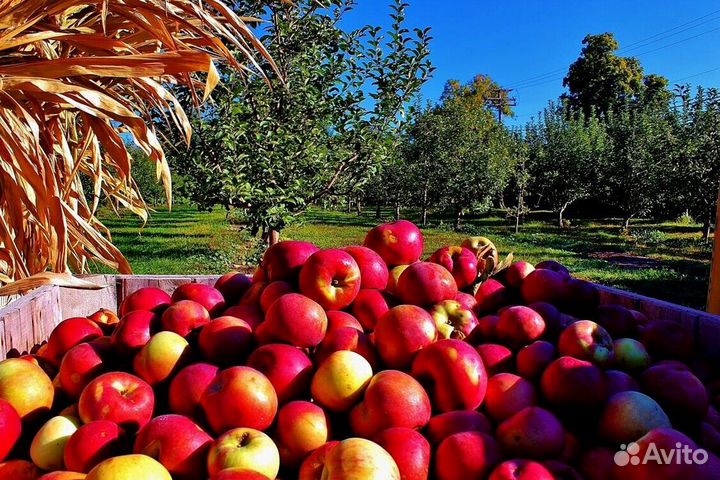 Сборщик яблок в саду