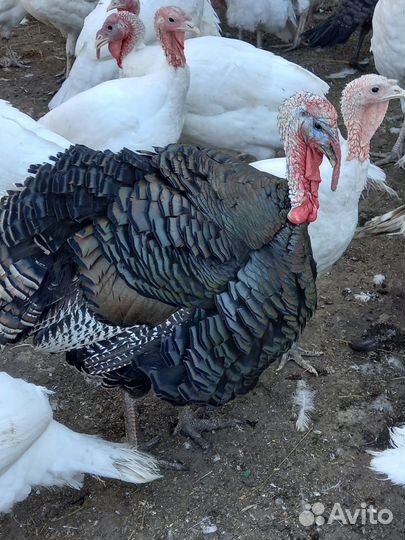 Аспидный/Бронзовый индюк