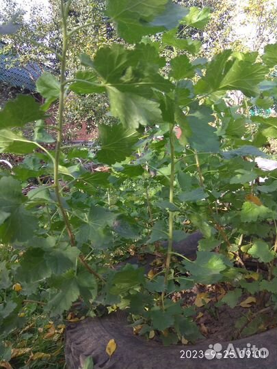 Саженцы йошты