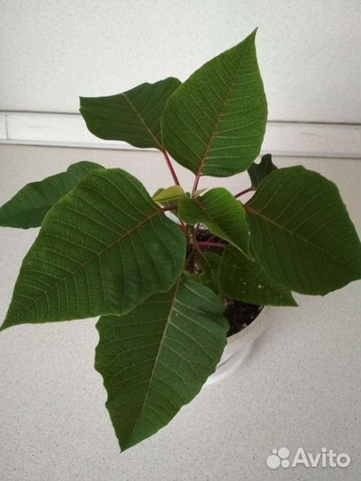 Пуансеттия