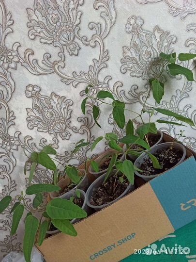 Эвкалипт лимонный