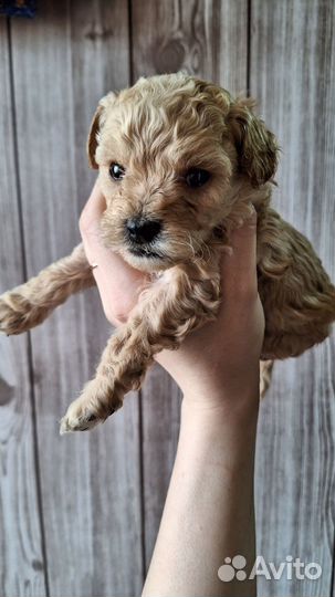 Карликовый пудель