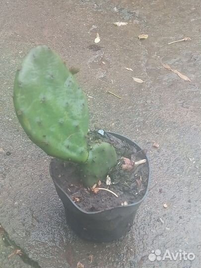 Кактус уличный опунция