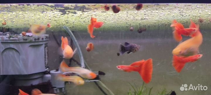 Гуппи красный альбинос, чистая линия