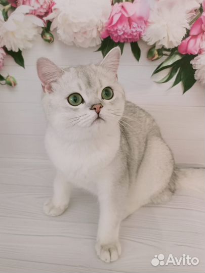 Британский кот на вязку