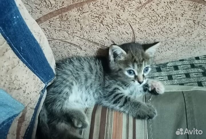 Кошки в добрые руки