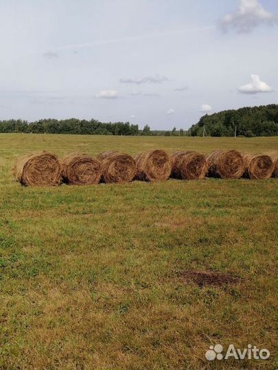 Продам сено в рулонах свежий укос