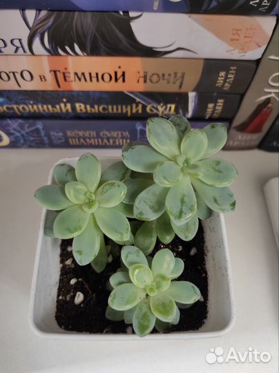 Цветы.Суккуленты