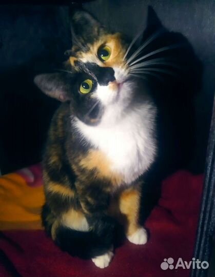 Кошка Милаша