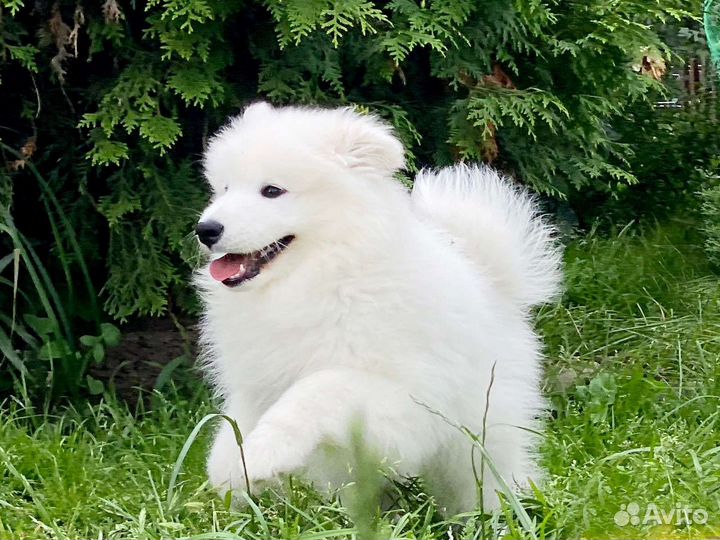 Щенки самоеда