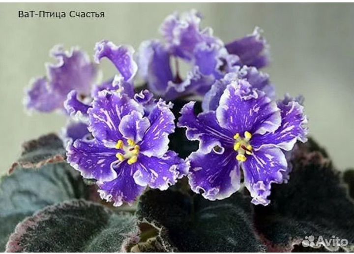 Сортовые фиалки