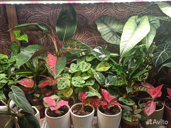 Комнатные растения