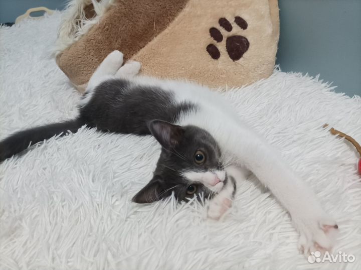 Котёнок Шелли ищет Дом