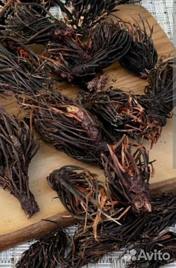 Красная щетка. Травы Алтая