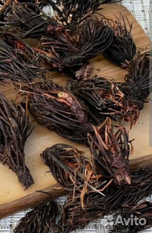 Красная щетка. Травы Алтая