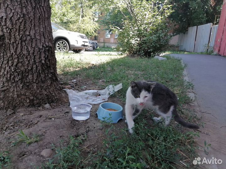 Котята в добрые руки бесплатно