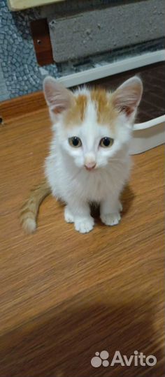 Котёнок (девочка)