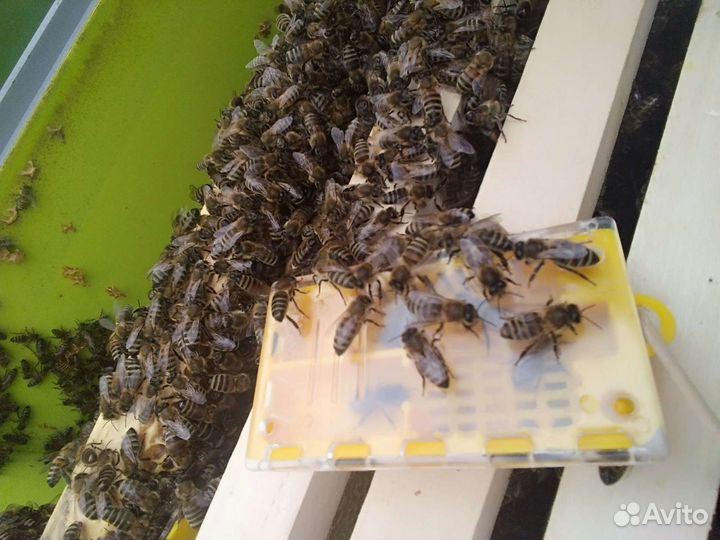 Матки плодные