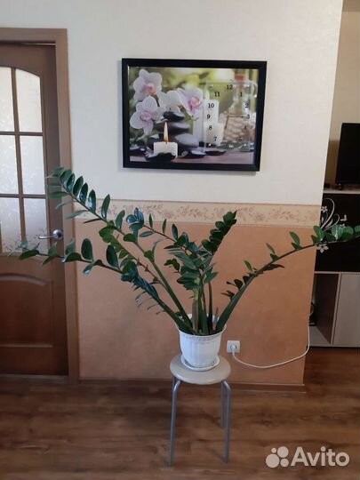 Замиокулькас