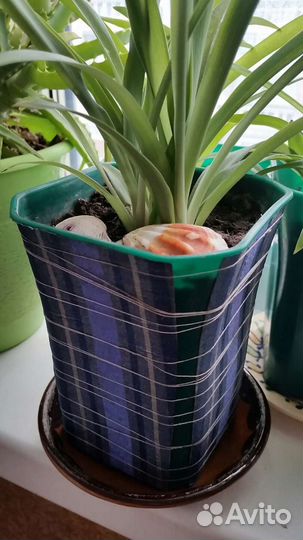 Хлорофитум Зелёный