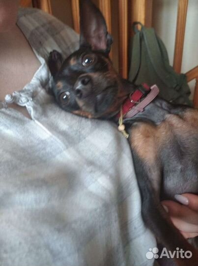 Вязка Русский той-терьер