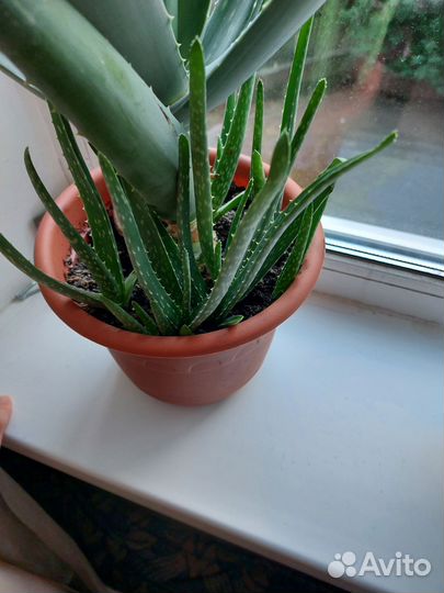Комнатные цветы алоэ