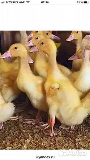 Утята подрощенные