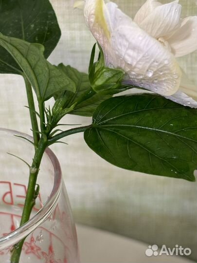 Гибискус Яблоневый цвет