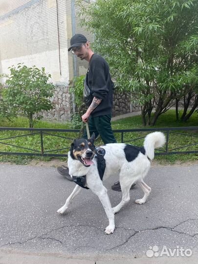 Годовалый Тедди ищет семью