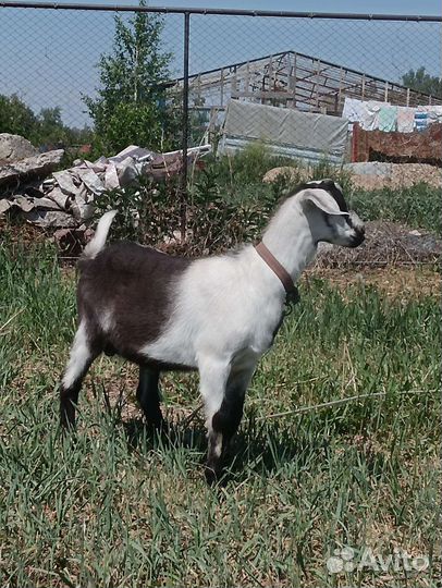 Дойная коза, козлята