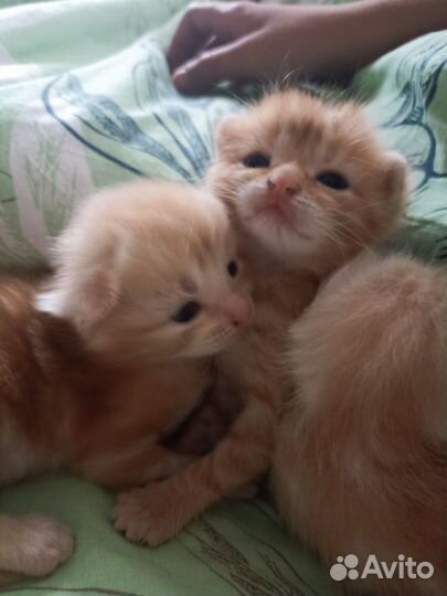 Котики бесплатно в добрые руки