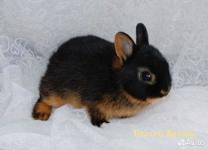 Карликовые кролики. Чёрно-огненные таны